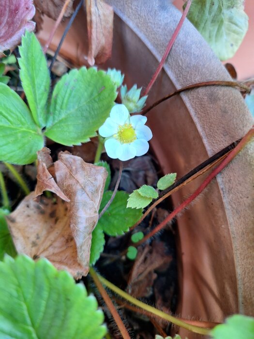 En ensam jordgubbsblomma omgiven av gröna och bruna blad i en kruka.