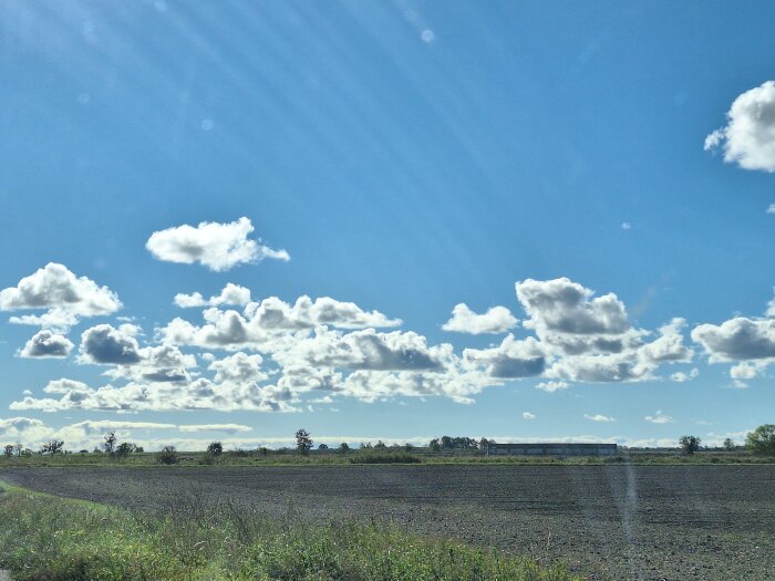 Öppen åker under en klarblå himmel fylld med vita, fluffiga moln. Grönska vid horisonten en solig dag.
