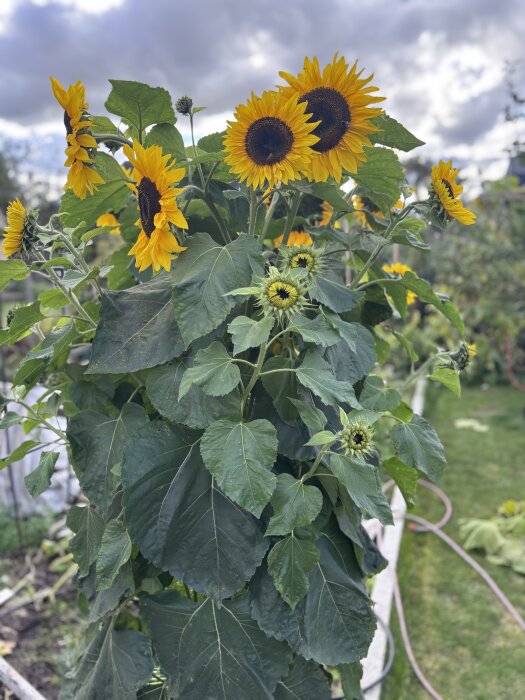 Solrosor i full blom med stora gula kronblad och mörka centra, omgiven av frodig grönska i en trädgård.