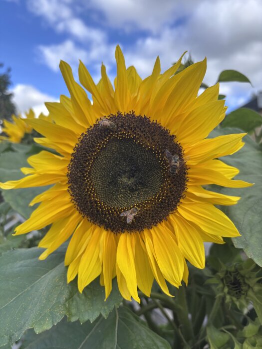 En närbild av en stor solros med gula kronblad. Flera bin syns på blomman under en blå himmel med moln.
