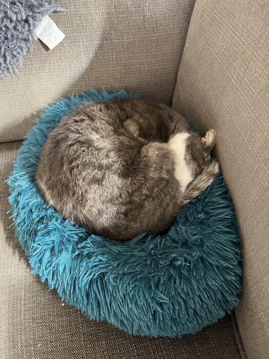 En katt sover ihopkrupen på en turkos fluffig kudde i ett hörn av en soffa.