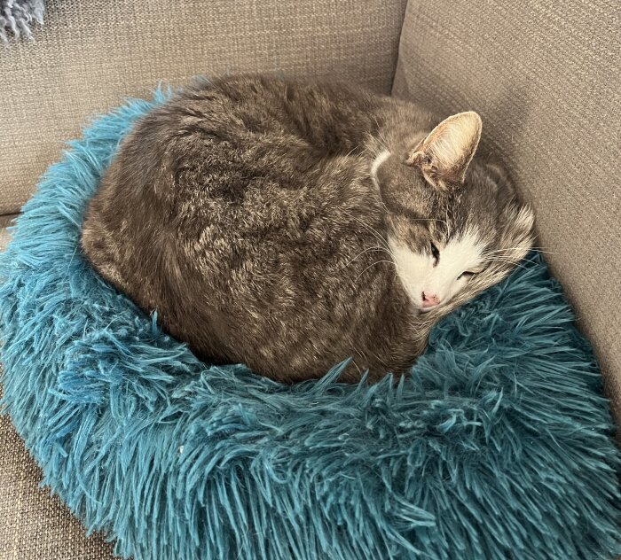 En grå katt sover ihopkrullad som en boll på en blå fluffig kudde i en soffa.