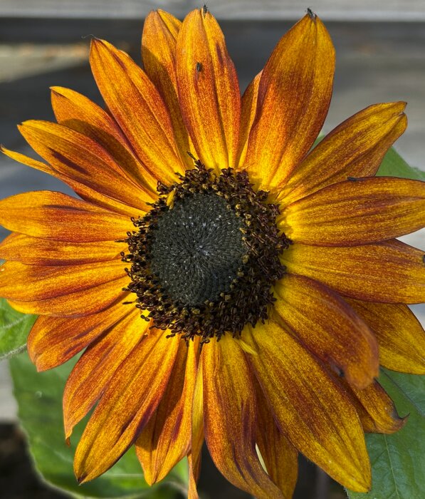 En närbild av en solros med orange och gula kronblad samt en mörkbrun mitt.