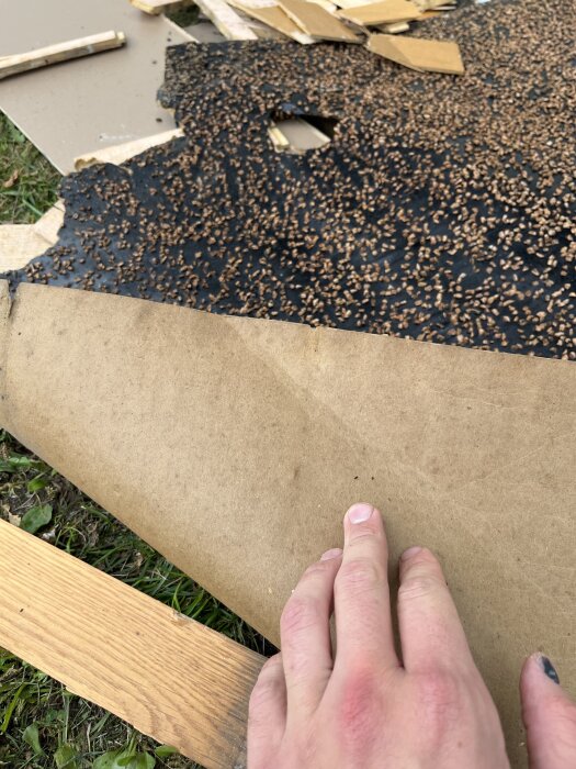 En hand lyfter en gammal brun pappersduk för att visa ett svart underlag med bruna prickar under en parkett på gräs.