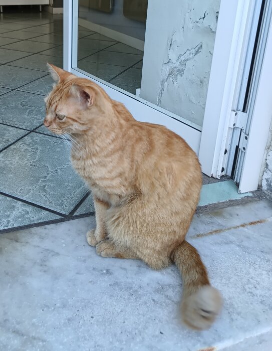 En orange katt med tre ben sitter vid en butikens dörröppning, på ett golv av kakel och marmor.