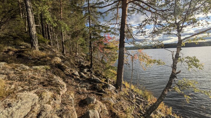 Skogskant med träd och stenar intill en sjö, höstfärger och solbelysta löv vid vattenkanten under en delvis molnig himmel.