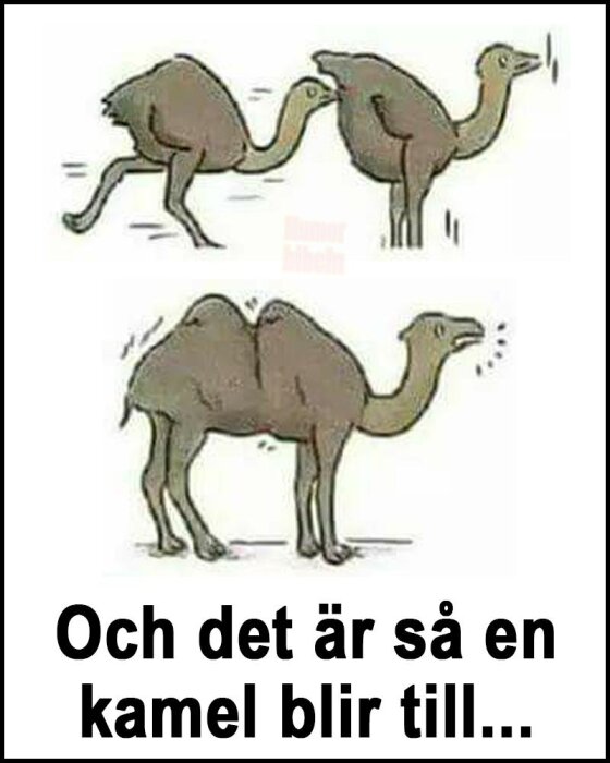 Tecknad humorbild där två strutsar går in i varandra och bildar en kamel, med text "Och det är så en kamel blir till...".