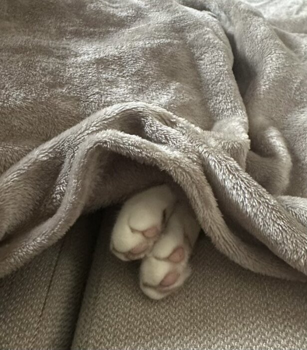 Kattassar som sticker ut under en grå filt.