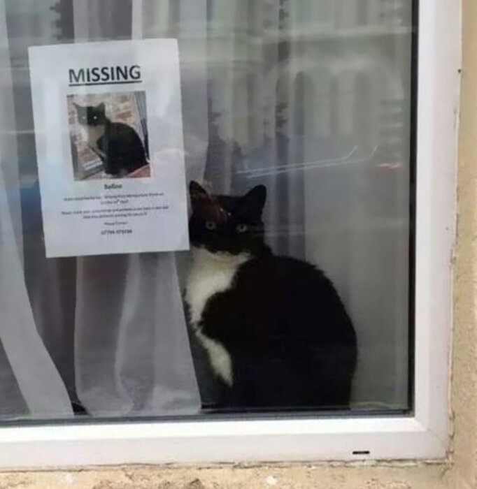 Svartvit katt sitter inne vid fönster, bredvid en efterlysningsaffisch av sig själv.
