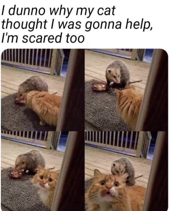 En katt och en opossum delar mat utomhus. Kattens ansiktsuttryck ser förvånat och osäkert ut inför opossumens närvaro.