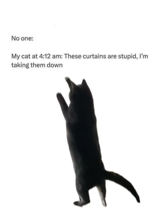 Textmeme med en katt som sträcker sig uppåt under text som beskriver dess nattliga försök att ta ner gardinerna.