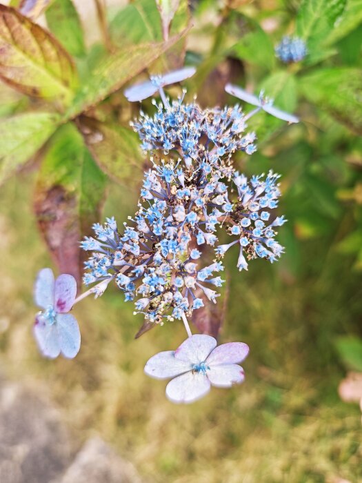 Blå hortensiablommor med gröna blad i bakgrunden.