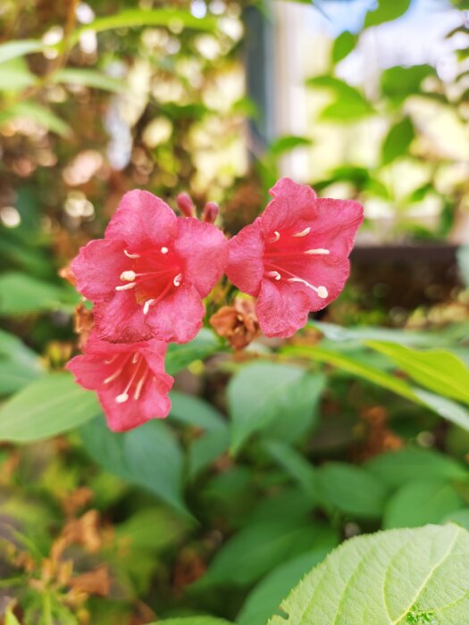 Rosa blommor med gröna blad i bakgrunden, fotograferade i en trädgård under soliga förhållanden.