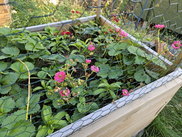 Planteringslåda med olika jordgubbssorter, rosa blommor och gröna blad, inhägnad med nät.