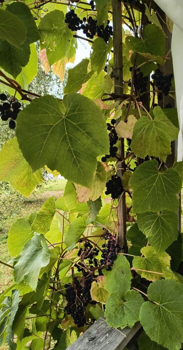 Svarta vindruvor klänger på en grönskande pergola med lövverk.