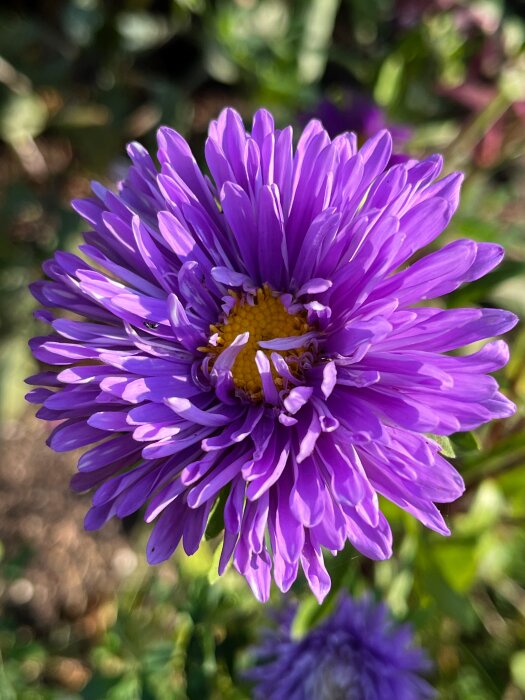 En lila blomma med gul mitt står i fokus mot en suddig bakgrund av grönska.