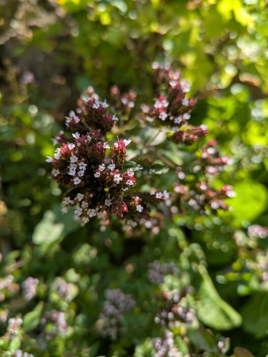 Kungsmynta i närbild med lila och vita blommor mot en grön bakgrund.