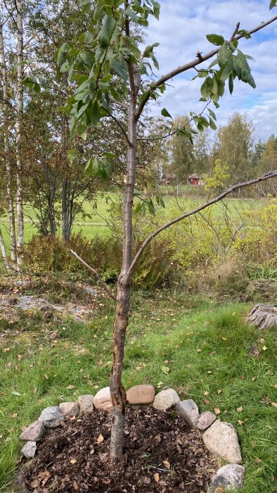 Plommonträd med skadad stam och avskalad bark, omgivna av en cirkel av stenar på en gräsmatta.