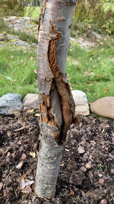 Plommonträd med skadad bark och spricka på stammen i en trädgård.