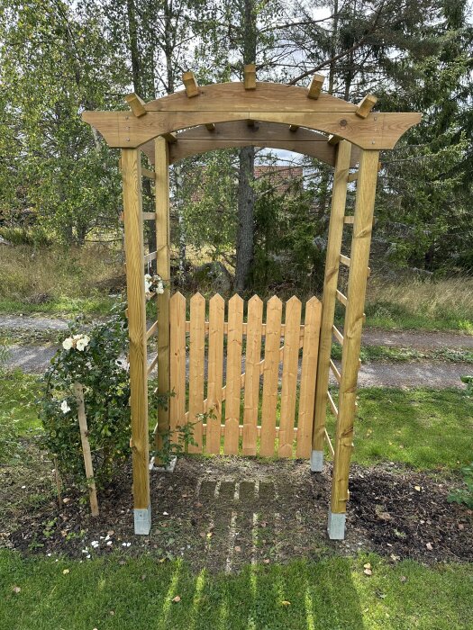 Träbåge med klätterväxten New Dawn planterad bredvid, omgiven av grönska och ett trästaket i bakgrunden.