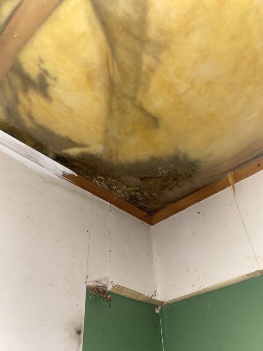 Takets hörn med uppenbar fuktskada, svartmögel och gul missfärgning på synlig isolering samt skadad vägg vid taklist.