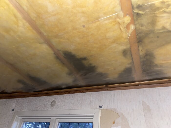 Fuktskada på innertaket, synlig mögelbildning och gulnande isolering ovanför ett fönster.
