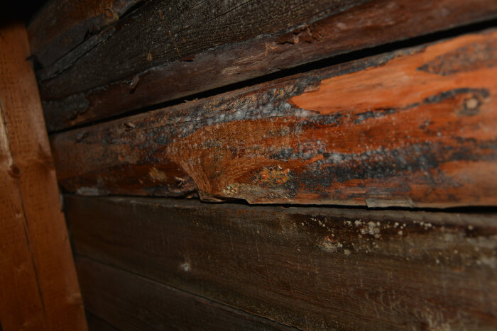 Närbild på vägg med fuktiga och delvis skadade träplankor.