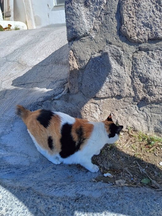 Katt med kort svans i skuggan av en stenmur.