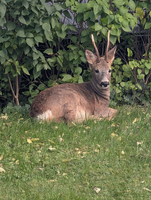 Rådjur ligger i gräset framför en buske med gröna blad.