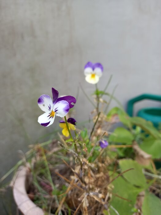 Närbild på vildpenséer i en kruka, med lila och vita blommor som växer bland torra stjälkar.