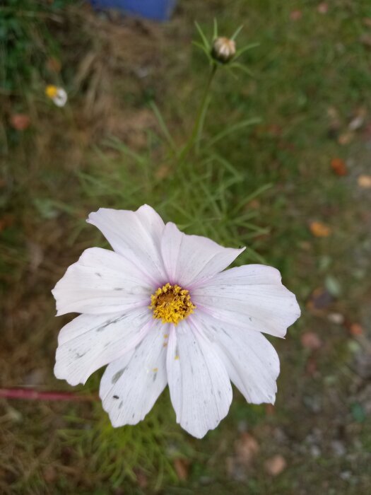 Rosenskära med vita kronblad och gul mitt, omgiven av grönt gräs i trädgården. Blomknopp syns i bakgrunden.