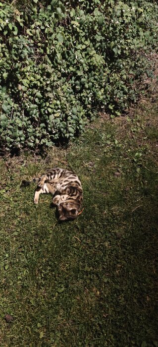 Katt som ligger och rullar på gräs bredvid en buske.