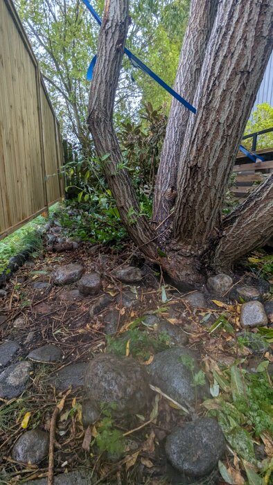 Träd (Pihl) lutar och är stöttat av blått band, omgiven av stenar och vegetation.
