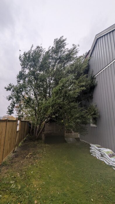 Träd (Pihl) lutar mot ett hus under stormigt väder, riskerar att välta, gräsmatta och stängsel syns i bakgrunden.