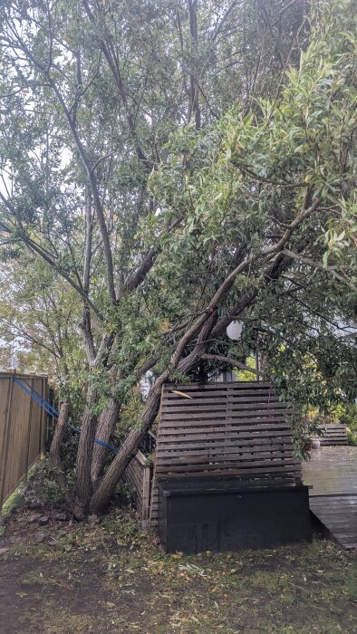 Träd som lutar kraftigt mot en trädgårdsstruktur, förstärkt med rep för att förhindra att det faller i stark vind.