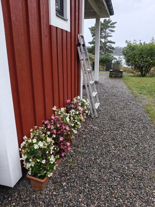 Isbegonior i krukor framför husets röda fasad med en stege lutad mot väggen.