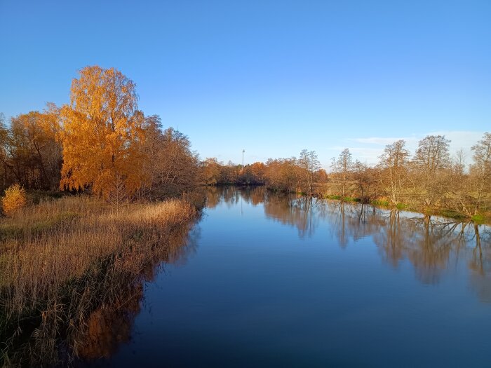 Höstlandskap med gulnande träd vid en spegelblank sjö under klarblå himmel, reflektioner synliga i vattnet.