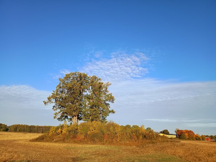 Höstlandskap med ett ensamt träd och klarblå himmel i solnedgången.