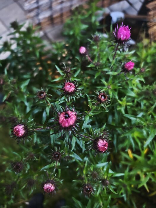 Grön växt med rosa blommor, liknar kanadensiskt gullris men blommorna är annorlunda.