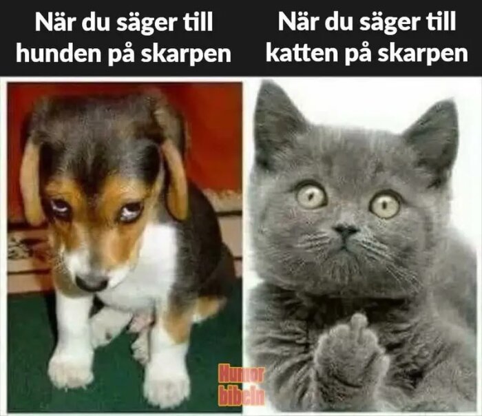 En bild med en ledsen hundvalp till vänster och en kattunge som tycks visa långfingret till höger. Text ovanför lyder: "När du säger till hunden/katten på skarpen".