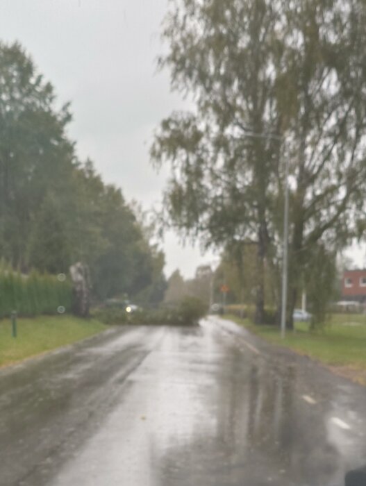 En trädgren blockerar en regnig väg, omgiven av grönska och några bilar i bakgrunden.