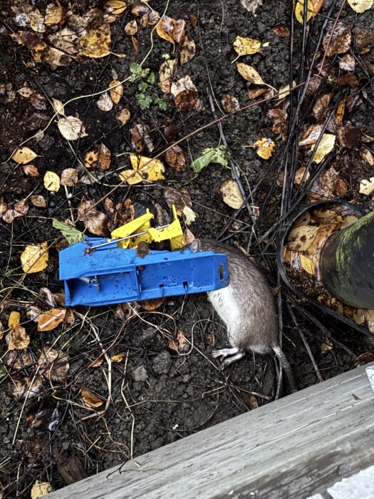 Fälla med råtta utomhus, omgiven av höstlöv och kablar.