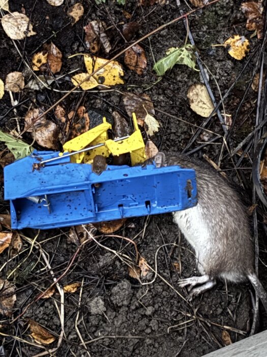 Rat caught in a blue and yellow trap among fallen leaves and twigs on the ground.