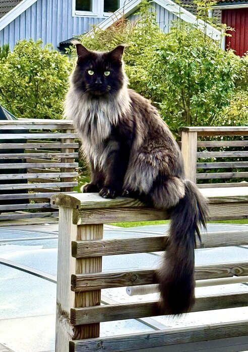 Långhårig katt sitter på ett staket, omgiven av grönt bladverk och ett blått trähus i bakgrunden.