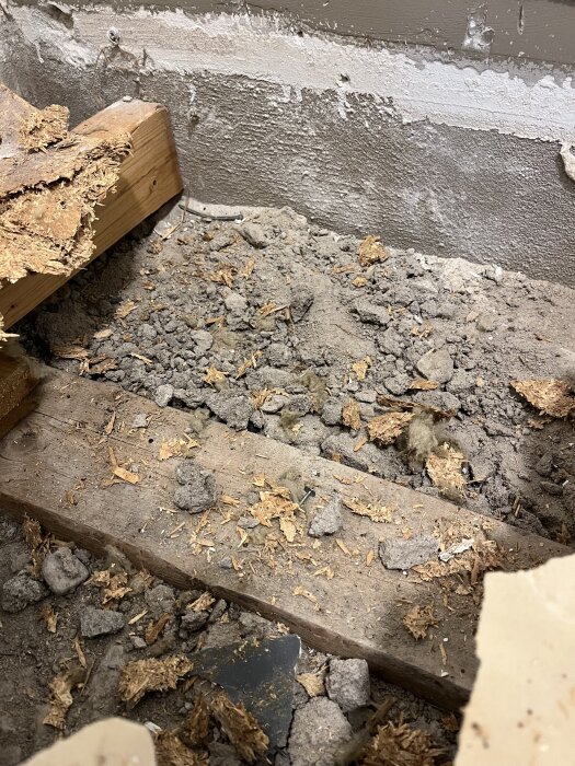 Rivet källargolv visar träbjälkar, fuktspärrsmatta och misstänkt vitmögel, omgiven av smuts och fuktiga materialrester.