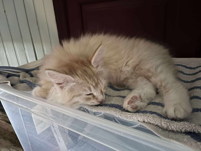 Sovande kattunge med ljus päls och stora öron ligger på en randig handduk ovanpå en plastlåda.