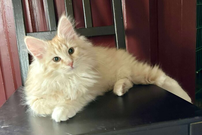 Fluffig kattunge med stora öron ligger på ett bord.