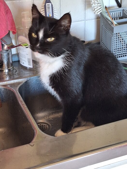 Svartvit katt sitter i en diskho, omgiven av köksartiklar som diskborstar och diskho.