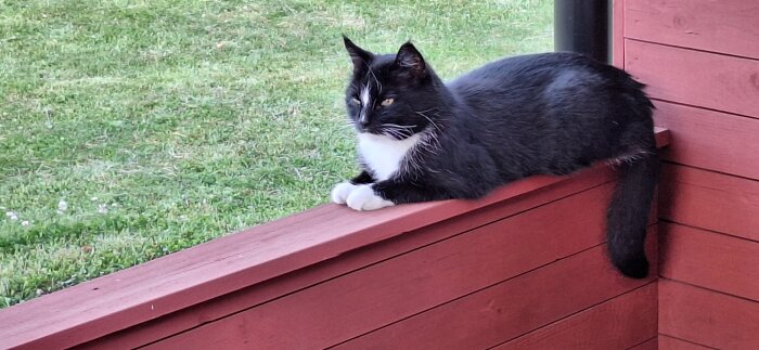 Svart och vit katt ligger på en brun trästaket med gräsmatta i bakgrunden.