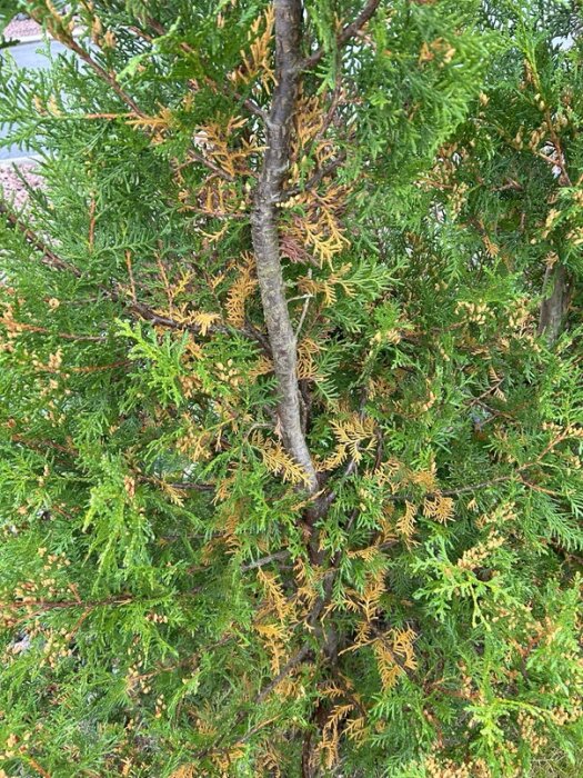 Närbild av en thujaväxt med gulnande och vissnande grenar bland friska gröna, väcker funderingar om vattenmängd eller sjukdom.